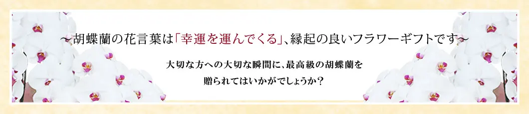 〜胡蝶蘭の花言葉は｢幸運を運んでくる｣､縁起の良いフラワーギフトです〜大切な方への大切な瞬間に､最高級の胡蝶蘭を贈られてはいかがでしょうか？