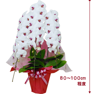 大輪系の3本立ち胡蝶蘭
