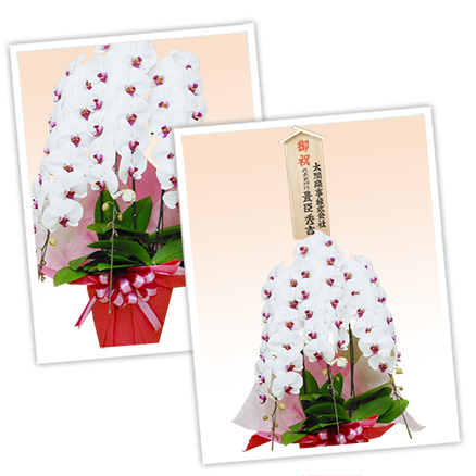 大輪白色の胡蝶蘭