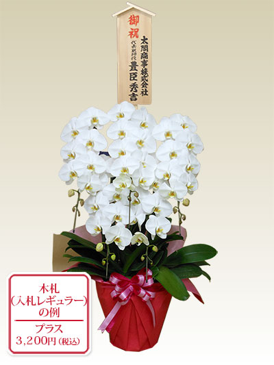5本立胡蝶蘭ギフト10