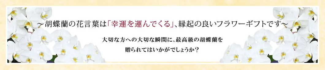 〜胡蝶蘭の花言葉は｢幸運を運んでくる｣､縁起の良いフラワーギフトです〜大切な方への大切な瞬間に､最高級の胡蝶蘭を贈られてはいかがでしょうか？