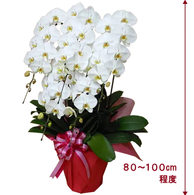 胡蝶蘭プレミアム白色5本立その1