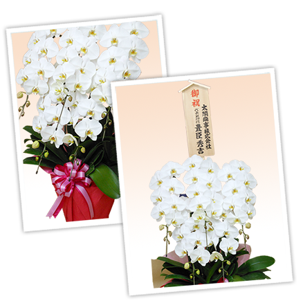 大輪白色の胡蝶蘭