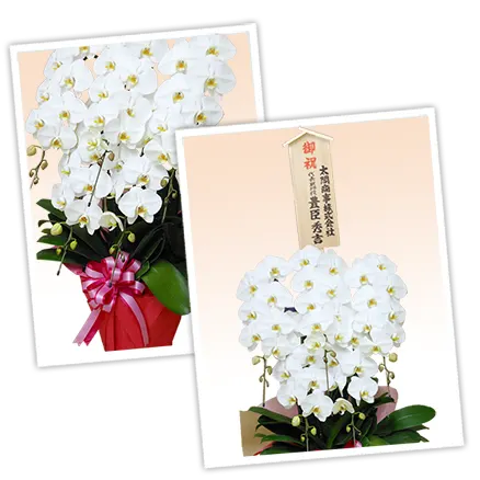胡蝶蘭プレミアム白色5本立その3