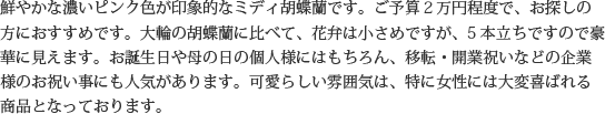 見た目もよく､全体的な輪数､ボリュームもあり､バランスのとれた商品です｡開店祝い､開業祝い､就任祝い､移転祝い､竣工祝いなどのビジネスなどでのご利用で､法人様には人気があります｡もちろん個人様へのさまざまなお祝い事にもご利用されています｡ご予算3万円程度で､定番の｢白色｣をお探しの方にはおすすめの胡蝶蘭です｡