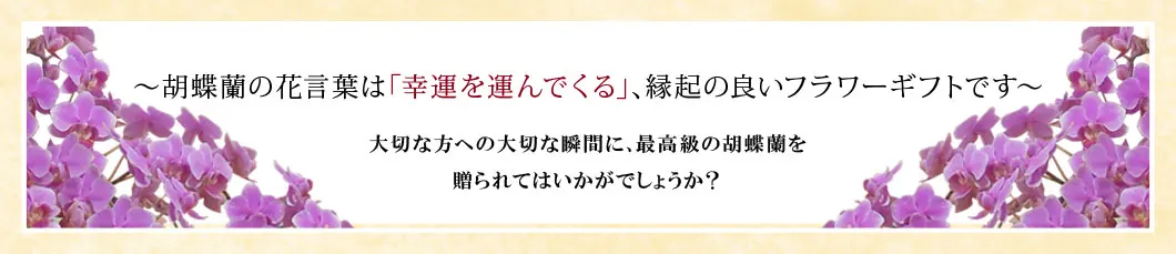 〜胡蝶蘭の花言葉は｢幸運を運んでくる｣､縁起の良いフラワーギフトです〜大切な方への大切な瞬間に､最高級の胡蝶蘭を贈られてはいかがでしょうか？