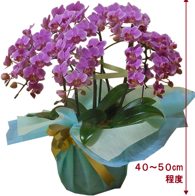 ミディの5本立ち胡蝶蘭