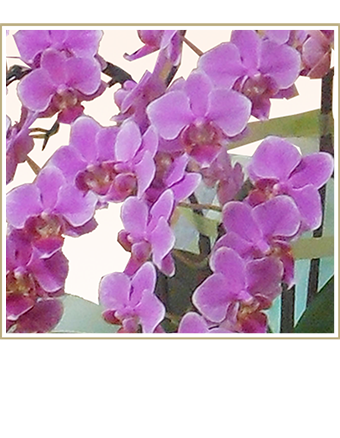 大輪白色の胡蝶蘭