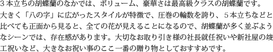 見た目もよく､全体的な輪数､ボリュームもあり､バランスのとれた商品です｡開店祝い､開業祝い､就任祝い､移転祝い､竣工祝いなどのビジネスなどでのご利用で､法人様には人気があります｡もちろん個人様へのさまざまなお祝い事にもご利用されています｡ご予算3万円程度で､定番の｢白色｣をお探しの方にはおすすめの胡蝶蘭です｡