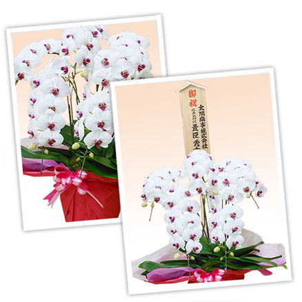 大輪白色の胡蝶蘭