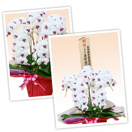 胡蝶蘭スペシャルリップ色5本立その3