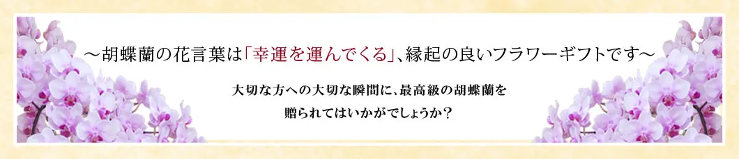 〜胡蝶蘭の花言葉は｢幸運を運んでくる｣､縁起の良いフラワーギフトです〜大切な方への大切な瞬間に､最高級の胡蝶蘭を贈られてはいかがでしょうか？