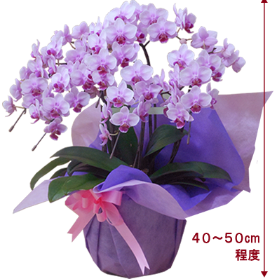 ミディの5本立ち胡蝶蘭