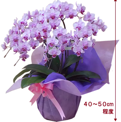 胡蝶蘭ミディ5本立淡いピンク色その1