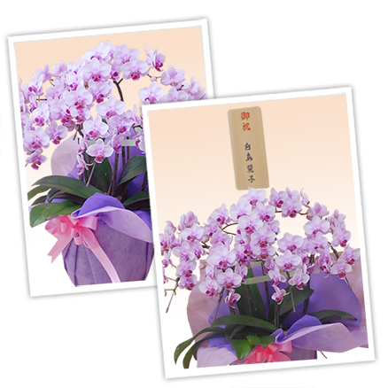 大輪白色の胡蝶蘭
