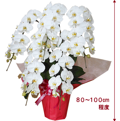 大輪系の3本立ち胡蝶蘭