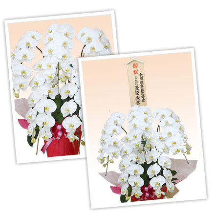 大輪白色の胡蝶蘭