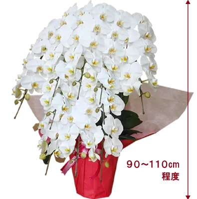 胡蝶蘭プラチナ白色10本立その1
