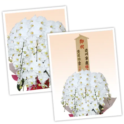 胡蝶蘭プラチナ白色10本立その3