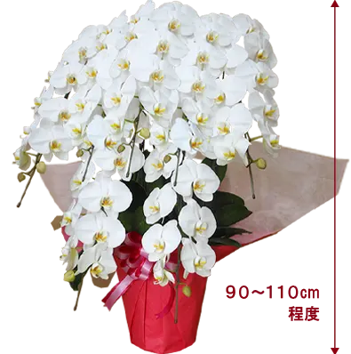 胡蝶蘭プラチナ白色7本立その1
