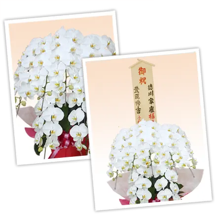 胡蝶蘭スペシャル白色5本立その3