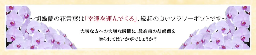 〜胡蝶蘭の花言葉は｢幸運を運んでくる｣､縁起の良いフラワーギフトです〜大切な方への大切な瞬間に､最高級の胡蝶蘭を贈られてはいかがでしょうか？