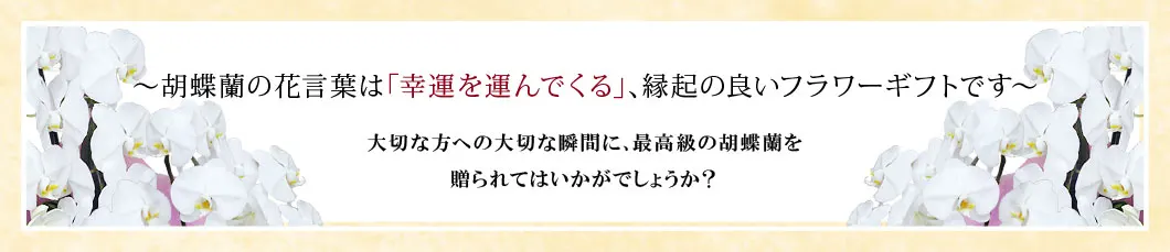 〜胡蝶蘭の花言葉は｢幸運を運んでくる｣､縁起の良いフラワーギフトです〜大切な方への大切な瞬間に､最高級の胡蝶蘭を贈られてはいかがでしょうか？