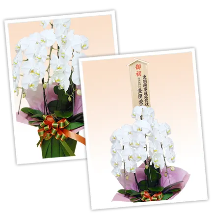 胡蝶蘭お買い得白色3本立その3