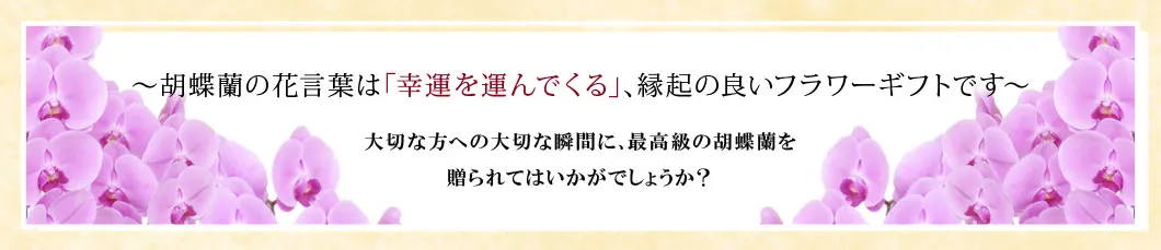 〜胡蝶蘭の花言葉は｢幸運を運んでくる｣､縁起の良いフラワーギフトです〜大切な方への大切な瞬間に､最高級の胡蝶蘭を贈られてはいかがでしょうか？