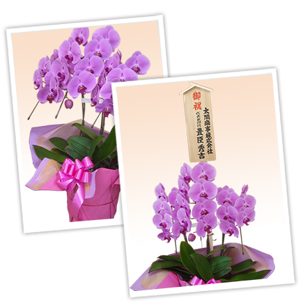 大輪白色の胡蝶蘭
