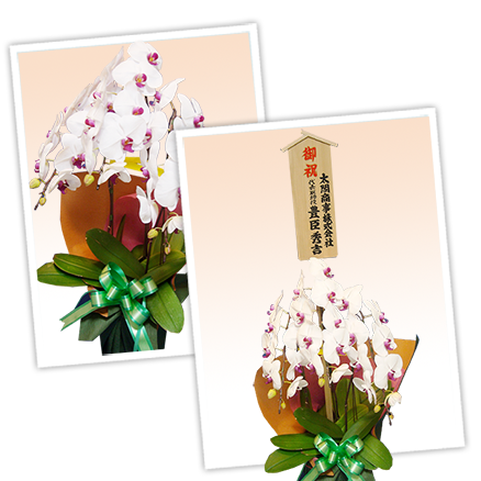 大輪白色の胡蝶蘭