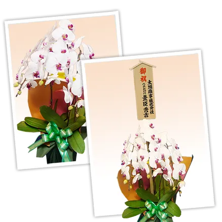 胡蝶蘭お手頃リップ色その3