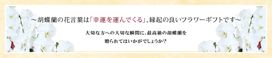 〜胡蝶蘭の花言葉は｢幸運を運んでくる｣､縁起の良いフラワーギフトです〜大切な方への大切な瞬間に､最高級の胡蝶蘭を贈られてはいかがでしょうか？