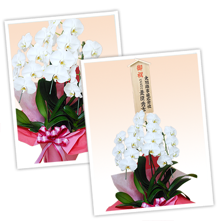大輪白色の胡蝶蘭