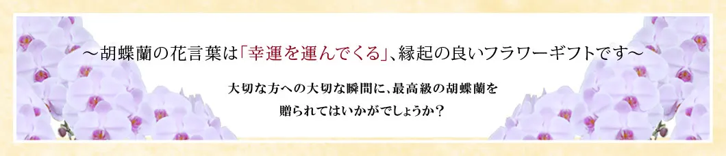 〜胡蝶蘭の花言葉は｢幸運を運んでくる｣､縁起の良いフラワーギフトです〜大切な方への大切な瞬間に､最高級の胡蝶蘭を贈られてはいかがでしょうか？