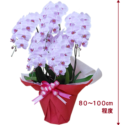 大輪系の5本立ち胡蝶蘭