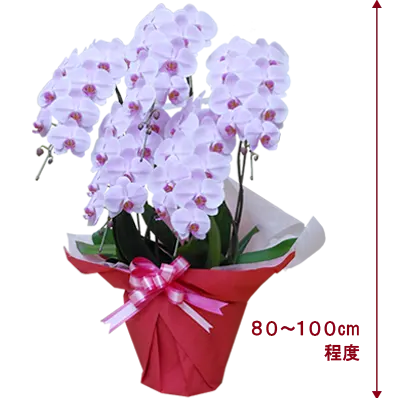 胡蝶蘭スペシャルピンク色5本立その1