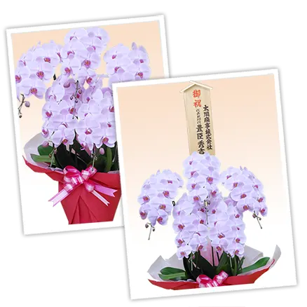 胡蝶蘭スペシャルピンク色5本立その3