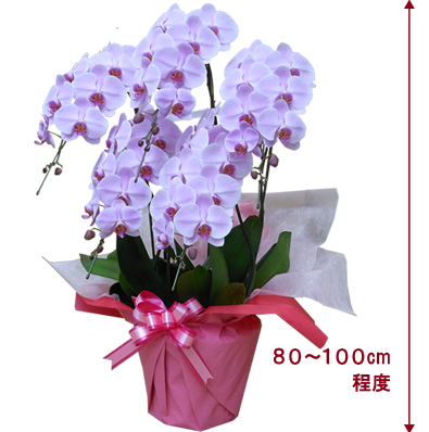 大輪系の5本立ち胡蝶蘭