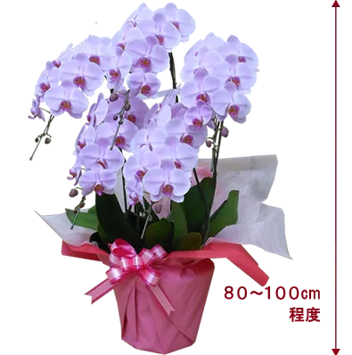 胡蝶蘭プレミアムピンク色5本立その1