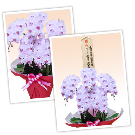 大輪白色の胡蝶蘭