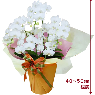 胡蝶蘭ミディ5本立白色その1