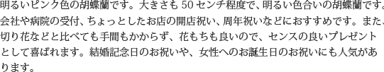 明るいピンク色の胡蝶蘭です。大きさも50センチ程度で、明るい色合いの胡蝶蘭です。会社や病院の受付、ちょっとしたお店の開店祝い、周年祝いなどにおすすめです。また、切り花などと比べても手間もかからず、花もちも良いので、センスの良いプレゼントとして喜ばれます。結婚記念日のお祝いや、女性へのお誕生日のお祝いにも人気があります。