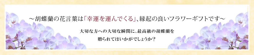 〜胡蝶蘭の花言葉は｢幸運を運んでくる｣､縁起の良いフラワーギフトです〜大切な方への大切な瞬間に､最高級の胡蝶蘭を贈られてはいかがでしょうか？