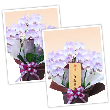 胡蝶蘭ミディ3本立うすいピンク色その3