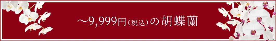 ２万円～の胡蝶蘭