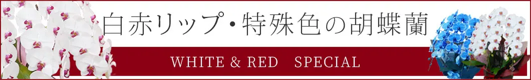 大輪白赤リップ色胡蝶蘭