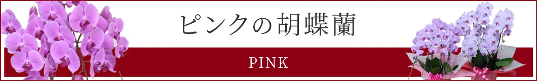大輪ピンク色胡蝶蘭