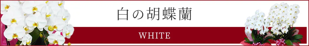大輪白色胡蝶蘭