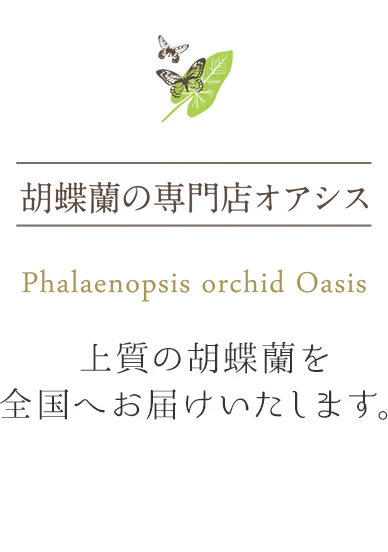 胡蝶蘭の専門店オアシス 上質の胡蝶蘭を全国へお届けいたします